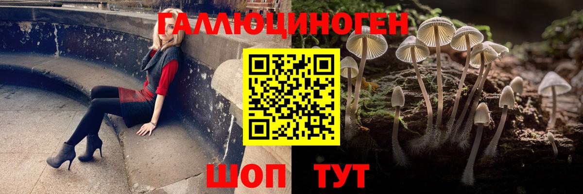 Галлюциногенные грибы Psilocybe Гатчина